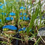 Smlz - Calamagrostis acutiflora ´KARL FOERSTER´, kont.P9